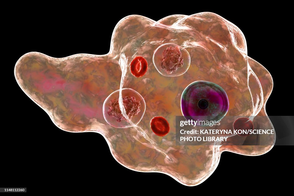 Parasitic amoeba, illustration