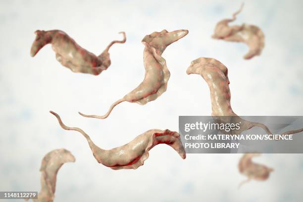 chagas disease parasite, illustration - トリパノソーマ点のイラスト素材／クリップアート素材／マンガ素材／アイコン素材