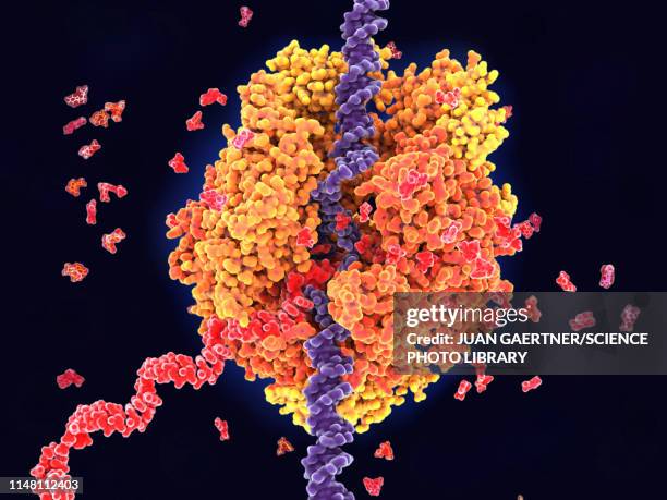 illustrazioni stock, clip art, cartoni animati e icone di tendenza di rna polymerase ii transcribing dna, illustration - rna