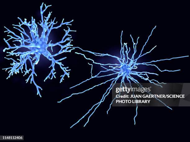 protoplasmic and fibrous astrocytes, illustration - astrocyte stock illustrations