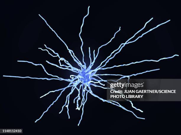 stockillustraties, clipart, cartoons en iconen met fibrous astrocyte, illustration - astrocyte