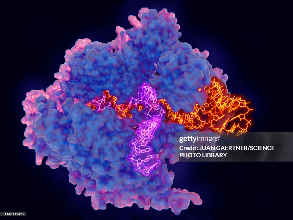 CRISPR-Cas9 gene editing complex, illustration