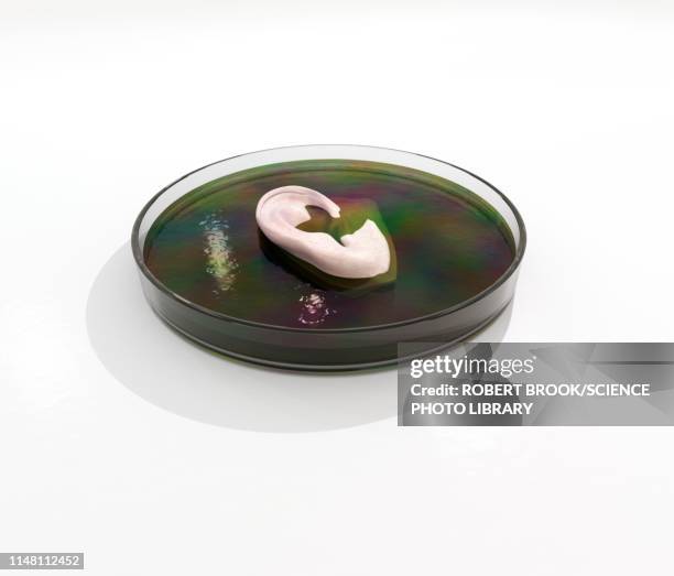 ear in petri dish, illustration - stem cell growth stock pictures, royalty-free photos & images