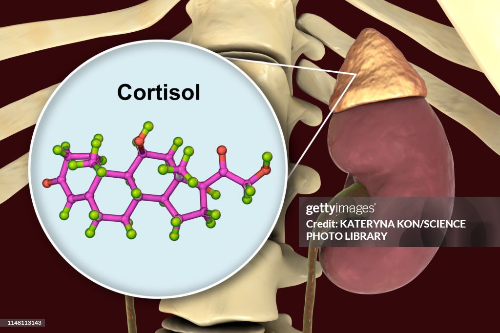 Cortisol System Hormone Cortisol Molecule And Adrenal Gland Illustration High-Res ...
