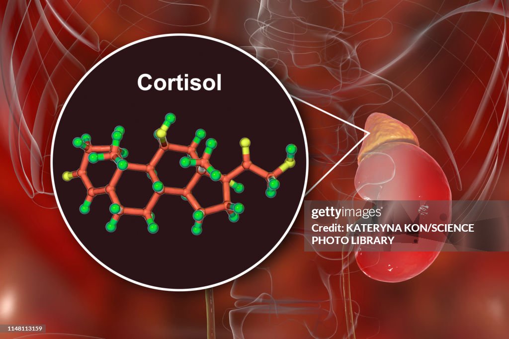 Cortisol System Hormone Cortisol Molecule And Adrenal Gland Illustration High-Res ...