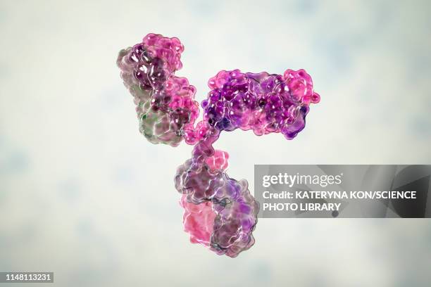 immunoglobulin g antibody, molecular model - antibody stock illustrations