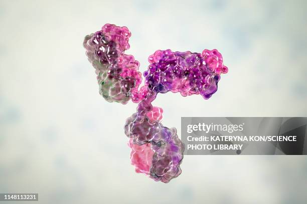 immunoglobulin g antibody, molecular model - the immune system stock illustrations