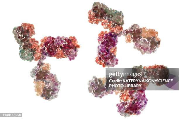 immunoglobulin g antibody molecules, illustration - antibody stock illustrations