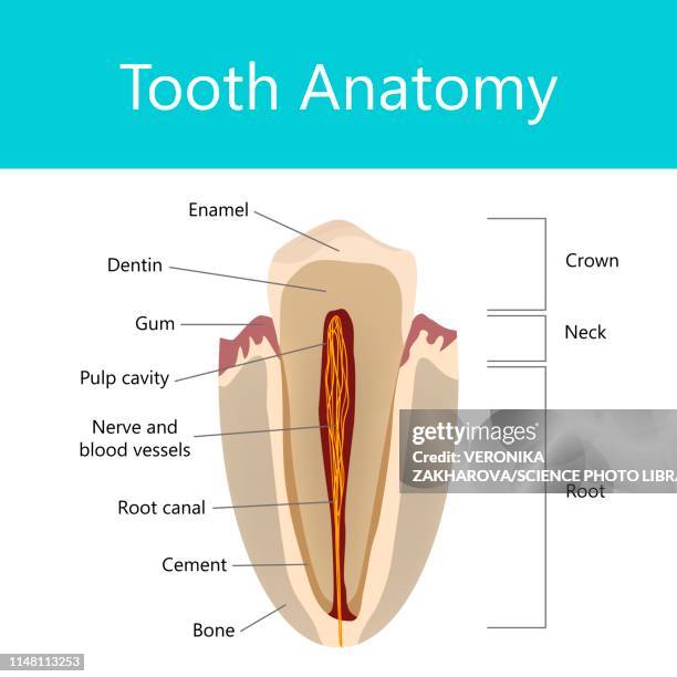 Tooth Root Composition 1,386 Tooth Roots Stock Photos, High-Res Pictures, and Images - Getty ...