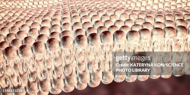 cell plasma membrane, illustration - carbohydrate biological molecule stock illustrations
