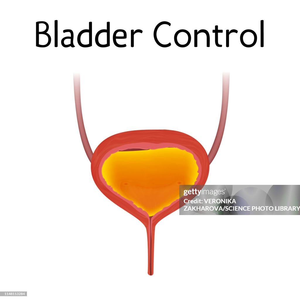 Bladder Manager Bladder Control Illustration High-Res Vector Graphic - Getty Images
