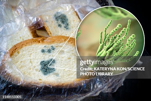 Bread with mould, composite image Bread with mould, composite image