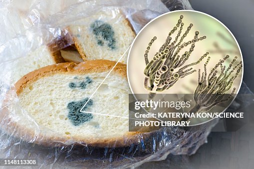 Bread with mould, composite image Bread with mould, composite image