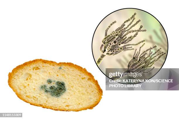 bread with mould, composite image - moldy bread stock illustrations
