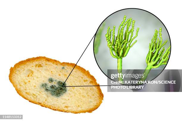bread with mould, composite image - decay stock illustrations