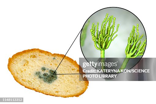 Bread with mould, composite image Bread with mould, composite image