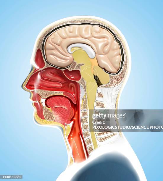 stockillustraties, clipart, cartoons en iconen met human head anatomy, illustration - hersenstam