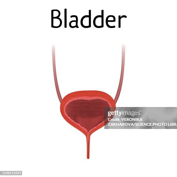 Bladder Pnet 754 Bladder Ureter Stock Photos, High-Res Pictures, and Images - Getty ...