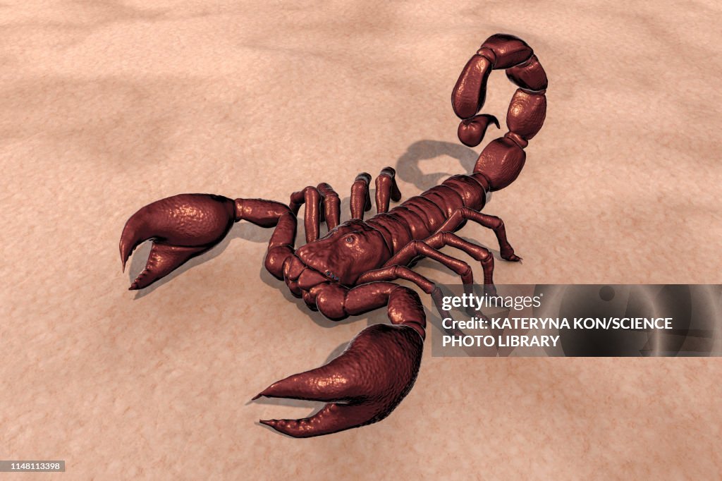 Scorpion, illustration