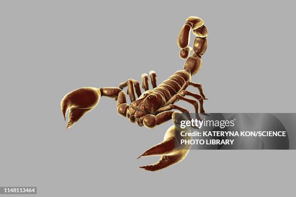 scorpion, illustration - deathstalker scorpion stock illustrations