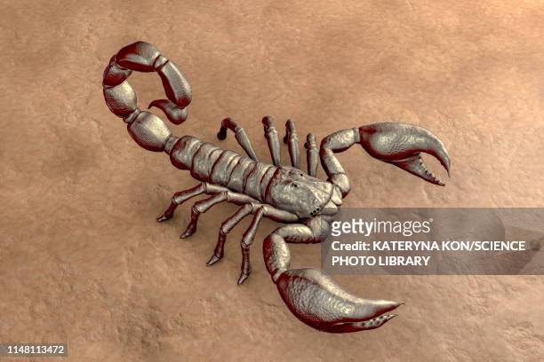scorpion, illustration - deathstalker scorpion stock-grafiken, -clipart, -cartoons und -symbole