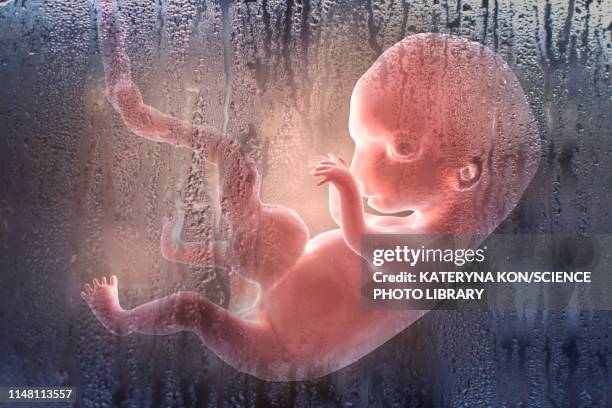 abortion, conceptual illustration - human embryo development stock illustrations