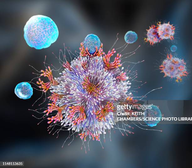 t cell binding antigen, illustration - t-cell receptor stock illustrations