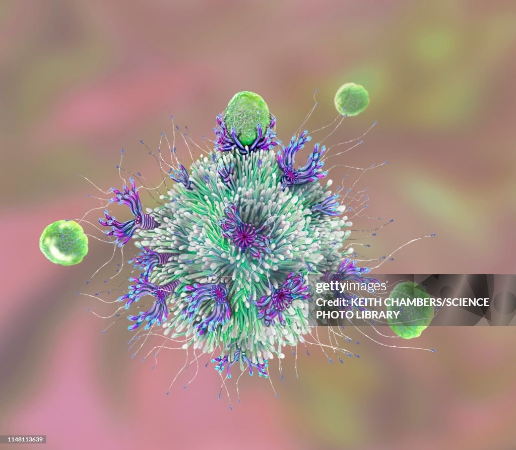 T cell binding antigen, illustration
