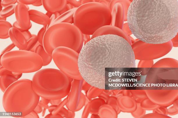 Monocyte Rbc 312 What Is A Monocyte Stock Photos, High-Res Pictures, and Images ...