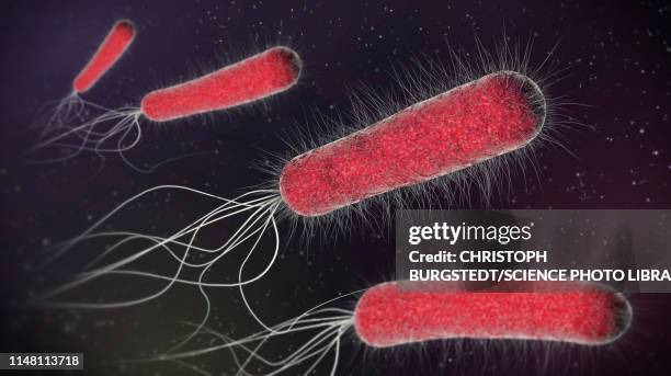 bacteria, illustration - e coli stock illustrations