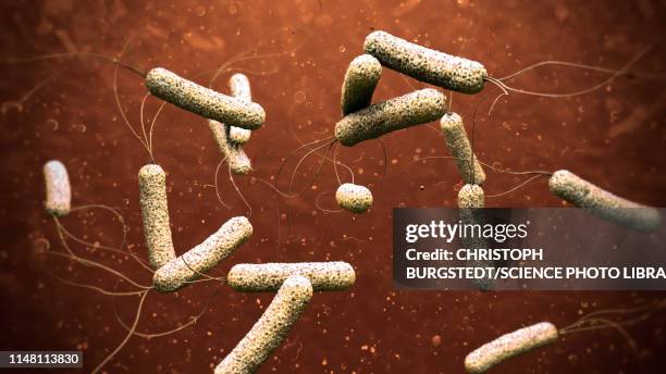 stockillustraties, clipart, cartoons en iconen met cholera bacteria, illustration - bacillus subtilis