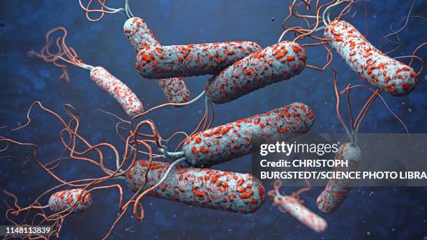 cholera bacteria, illustration - cholera erkrankung stock-grafiken, -clipart, -cartoons und -symbole