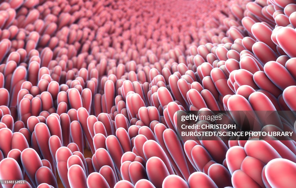 Intestinal Lining Rip Intestinal Lining Illustration High-Res Vector Graphic - Getty Images