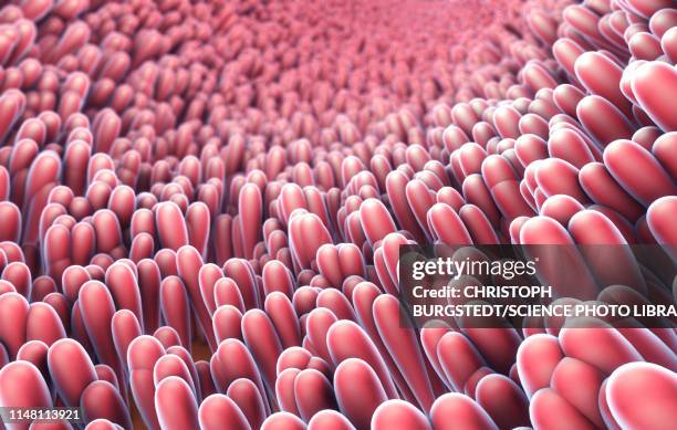 Intestinal Lining Riges Intestinal Lining Photos and Premium High Res Pictures - Getty Images