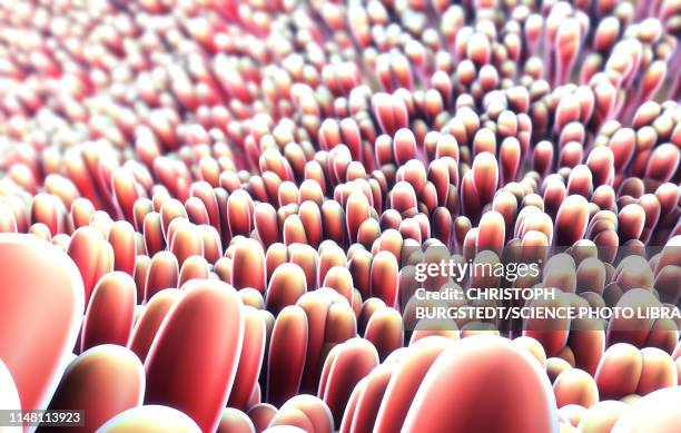 Intestinal Lining Riges Small Intestine Lining Photos and Premium High Res Pictures - Getty Images