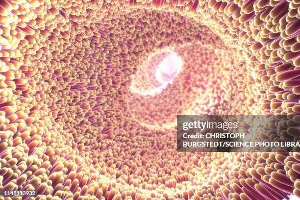 Intestinal Lining Riges 45 Small Intestine Lining Stock Photos, High-Res Pictures, and Images ...