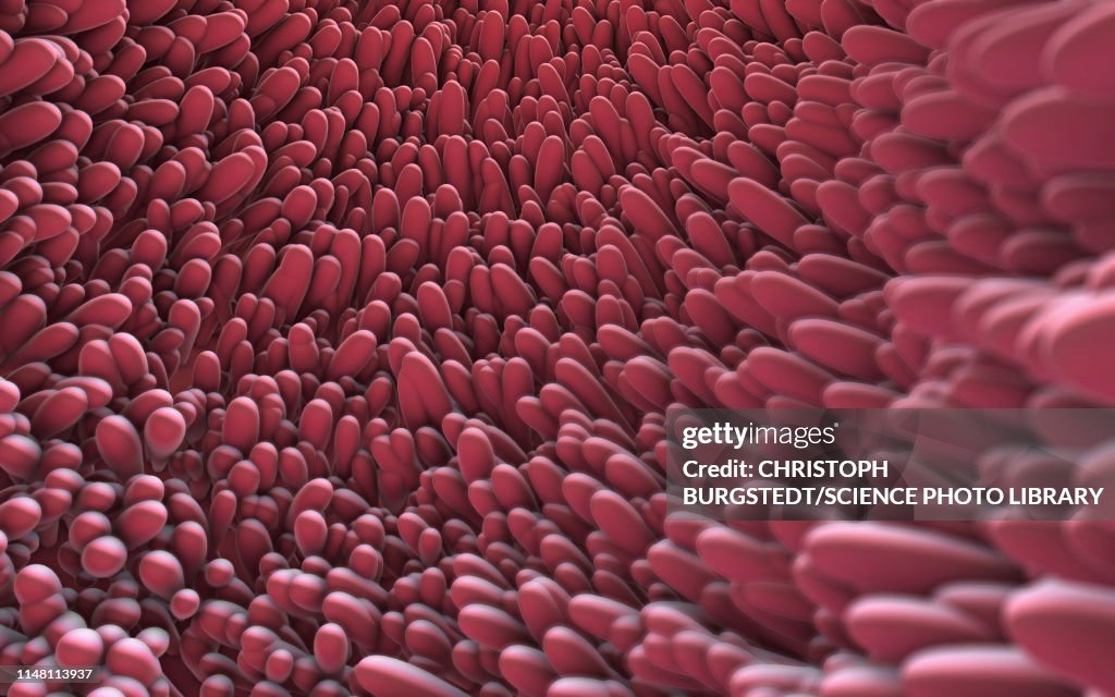 Intestinal Lining Rip Intestinal Lining Illustration High-Res Vector Graphic - Getty Images