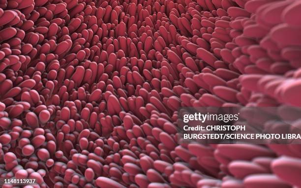 Intestinal Lining Riges 45 Small Intestine Lining Stock Photos, High-Res Pictures, and Images ...