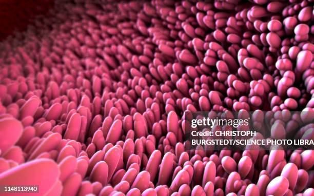 intestinal lining, illustration - colonoscopy stock illustrations