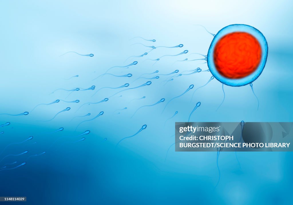 Fertilisation, illustration