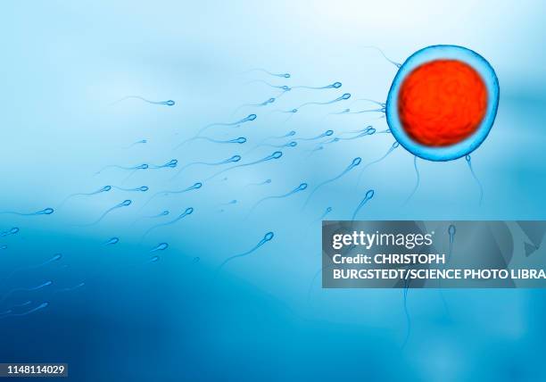 fertilisation, illustration - 精子 幅插畫檔、美工圖案、卡通及圖標