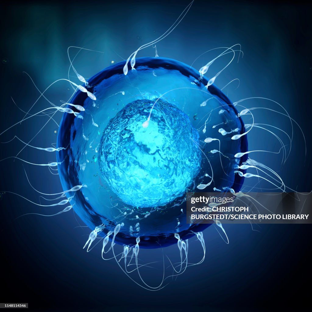 Fertilization Digital Fertilisation Illustration High-Res Vector Graphic - Getty Images