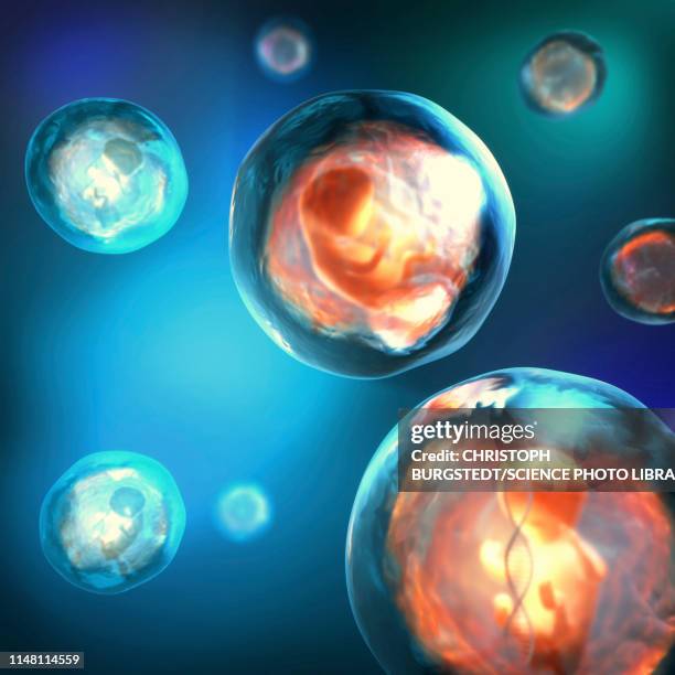 foetus, illustration - genetically modified food stock pictures, royalty-free photos & images