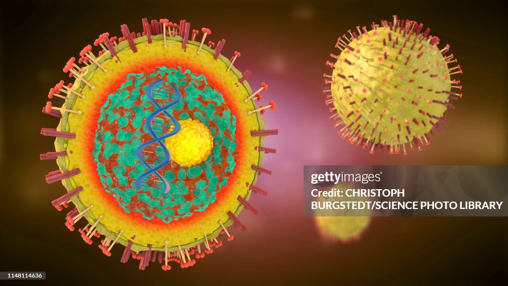 Hepatitis virus, illustration