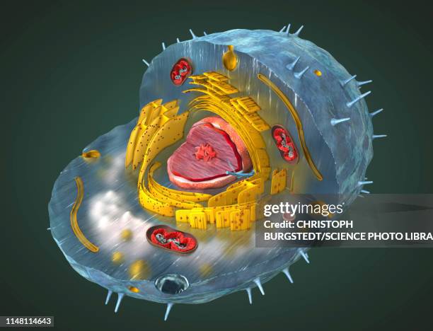49 Centriole Photos and Premium High Res Pictures - Getty Images 49 Centriole Photos and Premium High Res Pictures - Getty Images