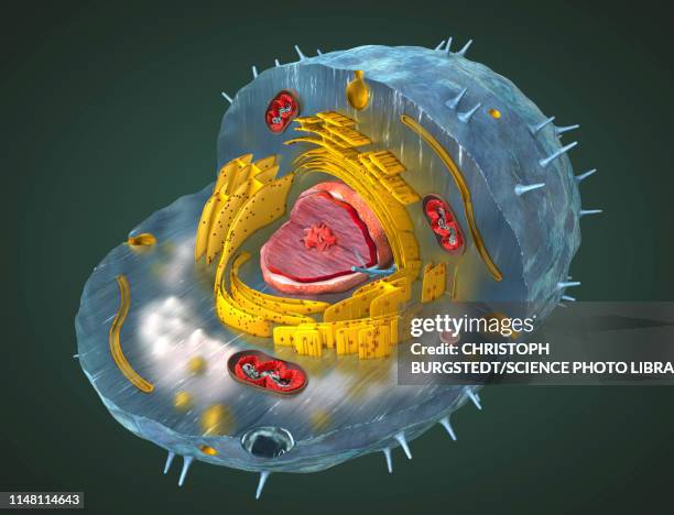 animal cell, illustration - lysosome stock illustrations