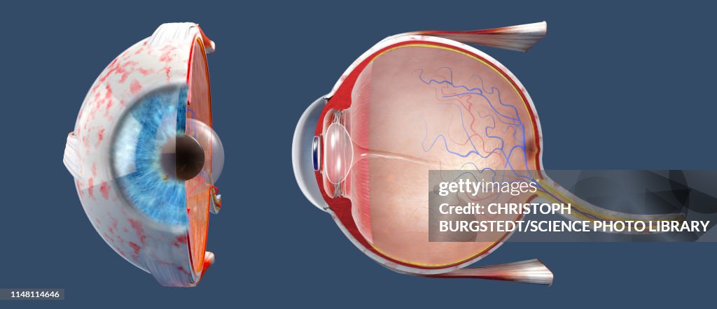 Human eye, illustration