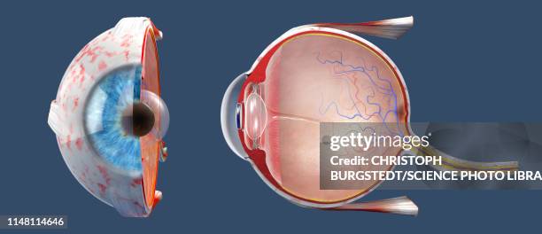 ilustraciones, imágenes clip art, dibujos animados e iconos de stock de human eye, illustration - cranial nerve