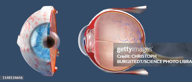 illustrazioni stock, clip art, cartoni animati e icone di tendenza di human eye, illustration - occhio umano
