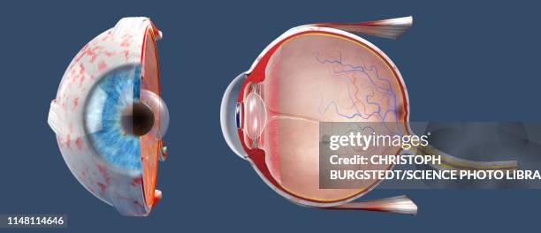 illustrazioni stock, clip art, cartoni animati e icone di tendenza di human eye, illustration - anatomia